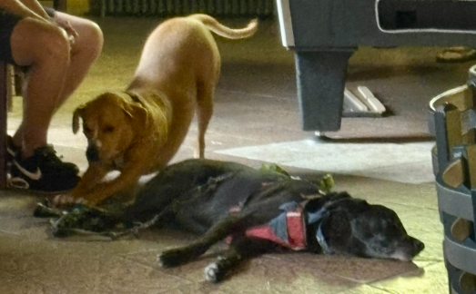 two dogs, Howie and Maverick, at Butts & Betty's